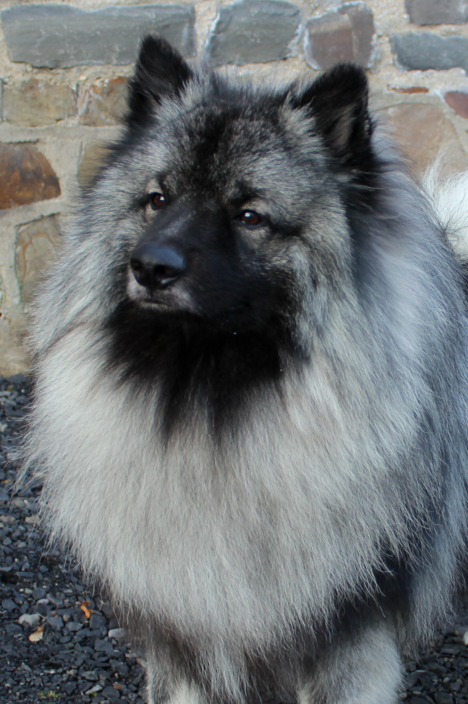 Der Wolfsspitz Der Wolfsspitz
